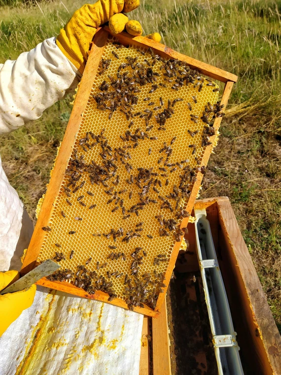 Organic Beekeeping